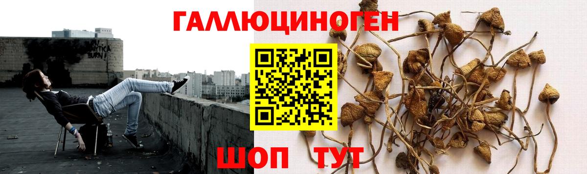 Псилоцибиновые грибы Psilocybine cubensis Костомукша